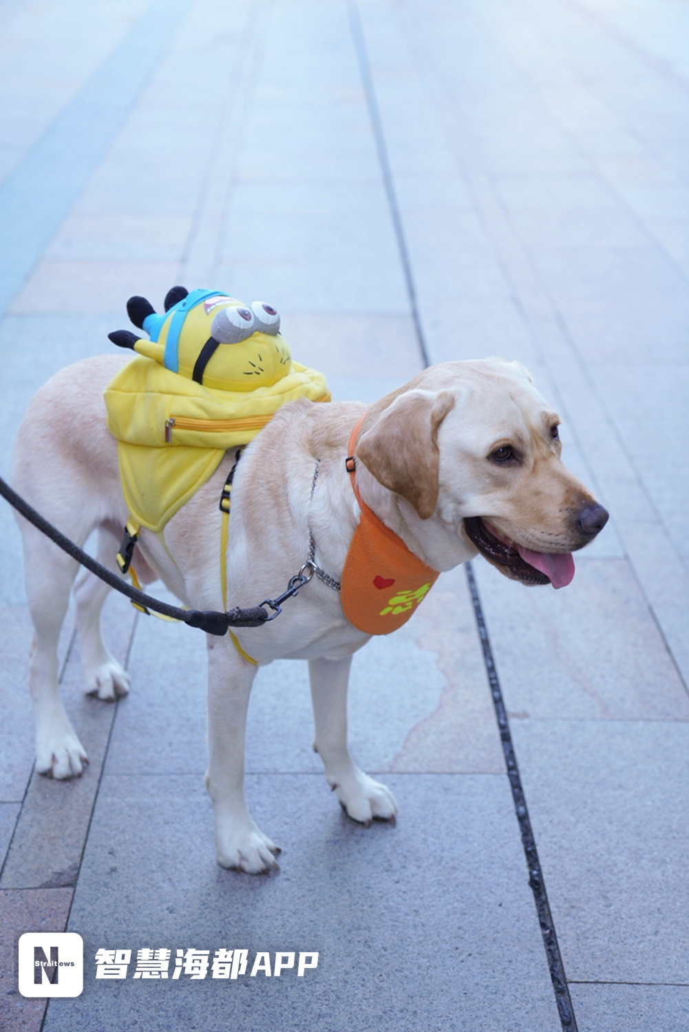 宠物消费市场火爆说明,宠物消费市场爆发式增长