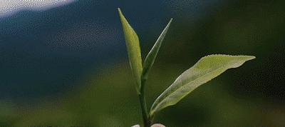 什么是普洱茶的喉韵,什么是普洱茶的渥堆味