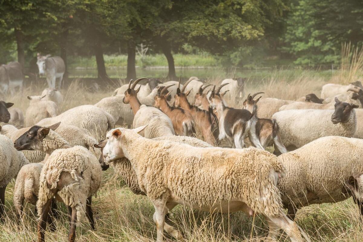 畜牧经营管理如何打造国际竞争力,如何提升畜牧产业竞争力