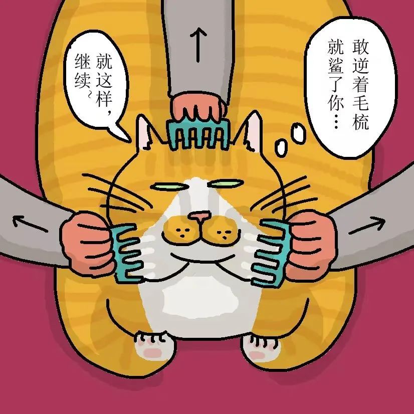 猫每天梳毛用什么梳子,哪种梳子给猫梳毛好用