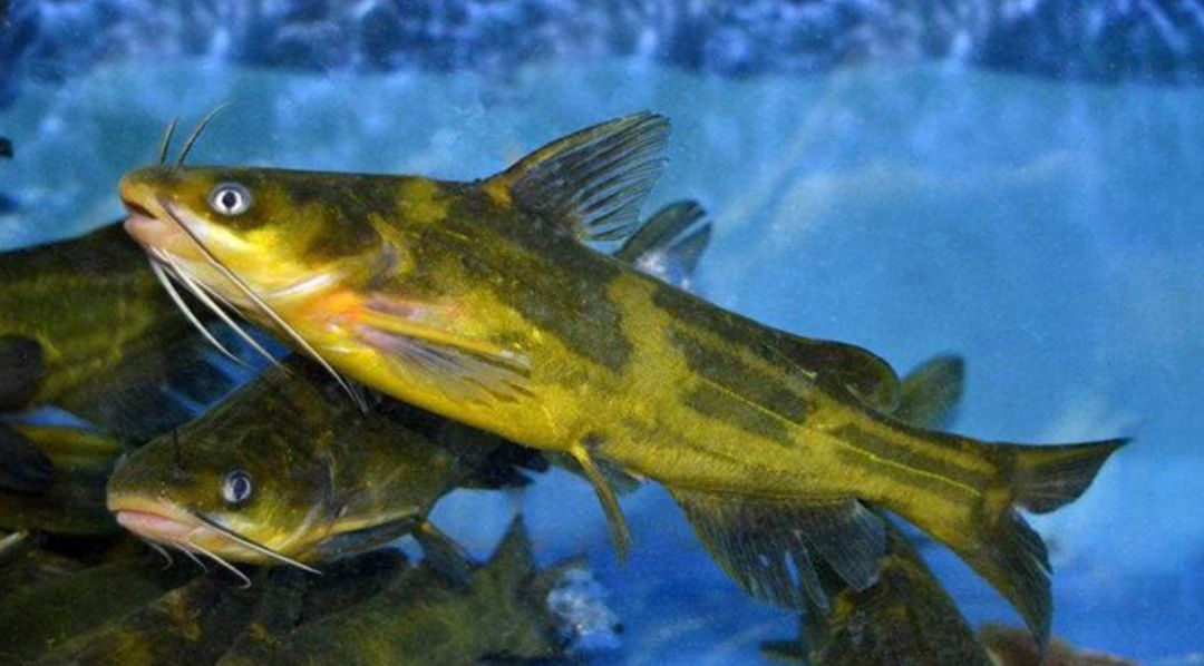 河南一男子钓到会说话的鱼,男子钓到一只会说话的鱼