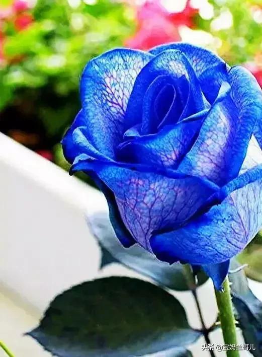 漂亮又特别的玫瑰花图片,特别漂亮的彩色玫瑰花图片