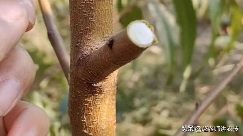 桃树如何防止爆芽,桃树中下部严重光秃如何解决