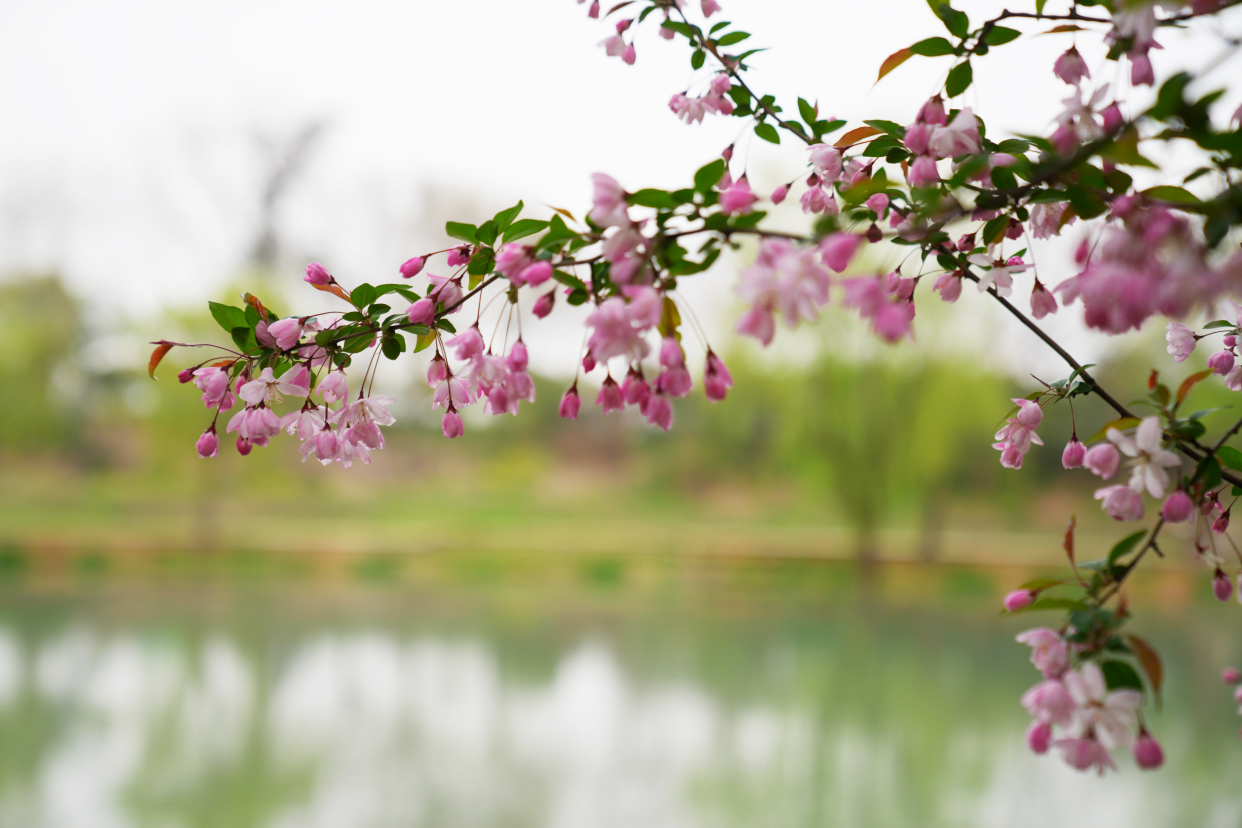 扬州值得去的森林公园,扬州十大免费公园