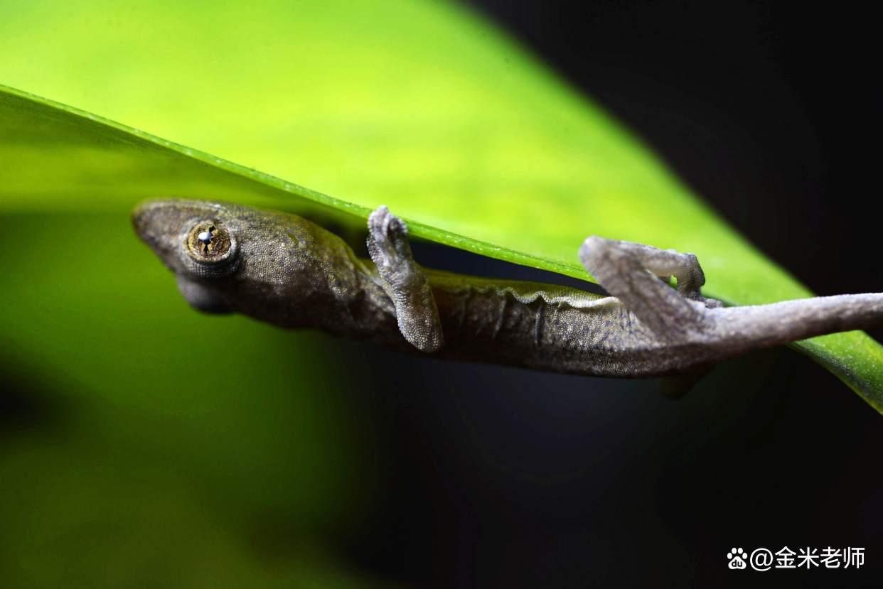 壁虎的五大特征,毫不起眼的壁虎为什么称五毒之首