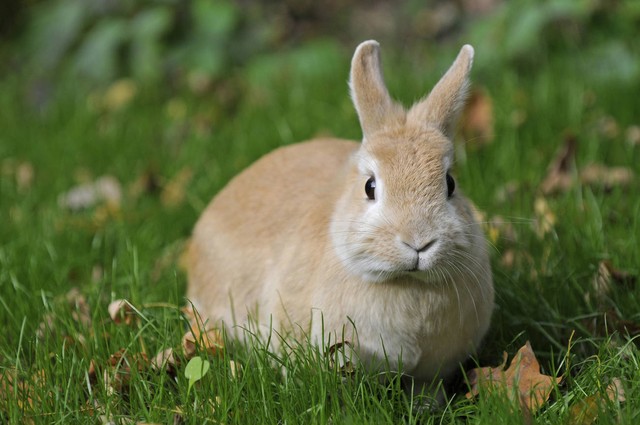 招财辟邪的宠物,十大招财宠物