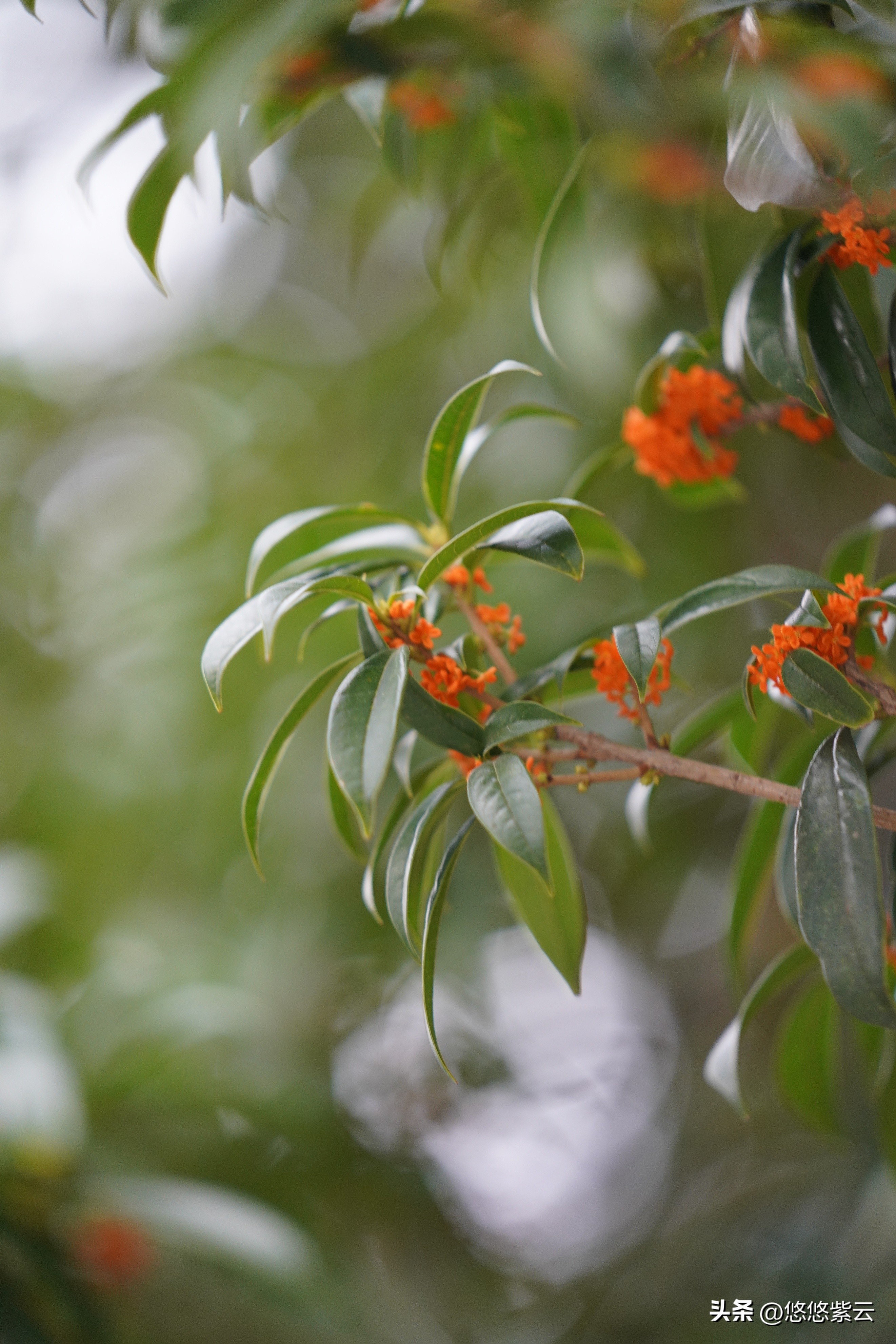 襄阳桂花,襄阳八月桂花遍地开