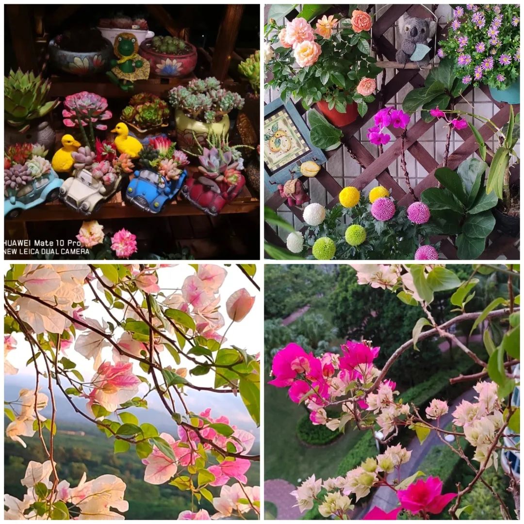 很多人羡慕的阳台,让别人羡慕的阳台