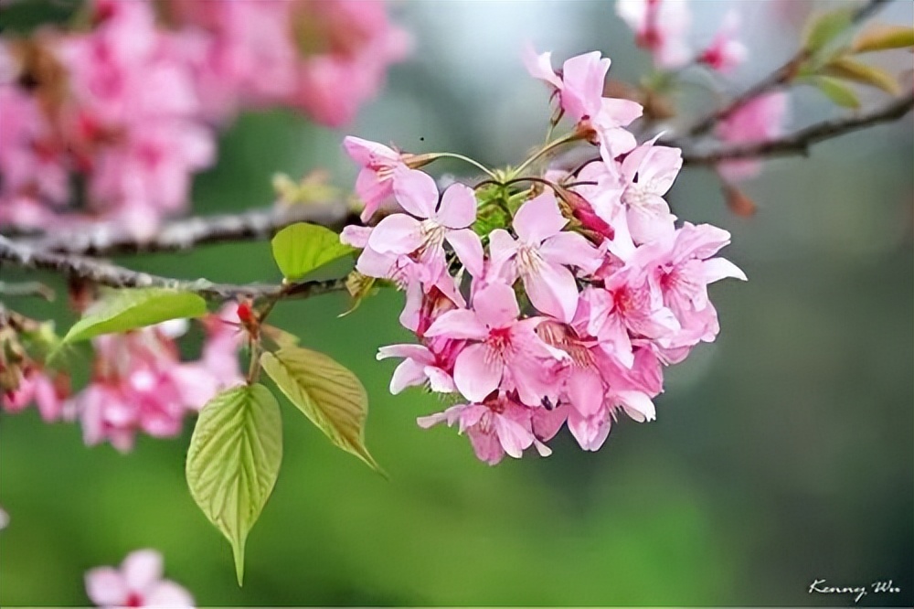 春天常见的十种花,春季旅游观赏的花