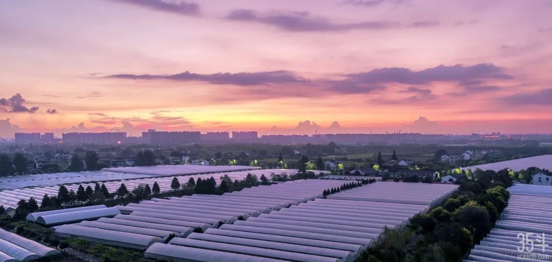 神园葡萄,神园葡萄科技有限公司