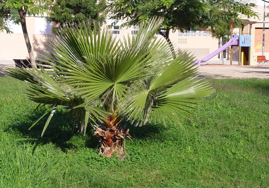 迪拜适合养什么植物,迪拜常见花草