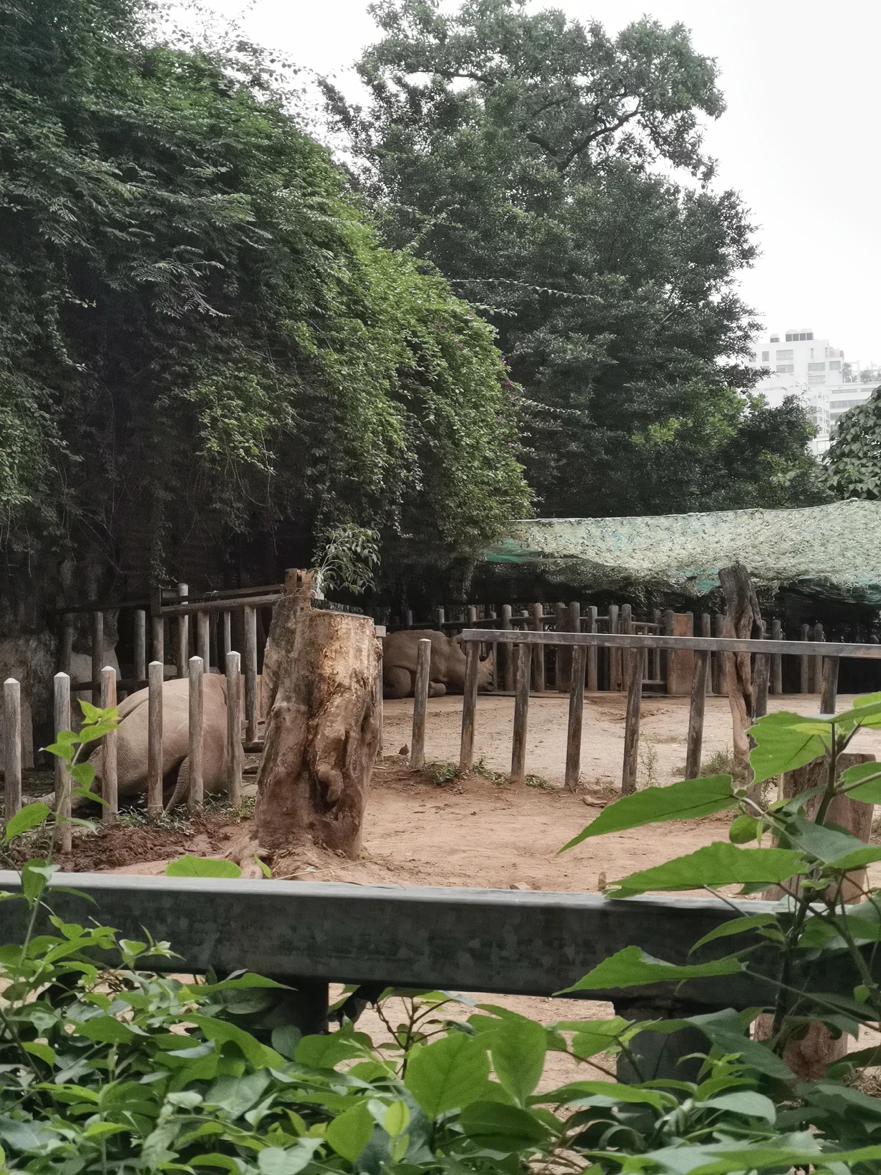 五一广州动物园攻略自由行,五一游广州野生动物园