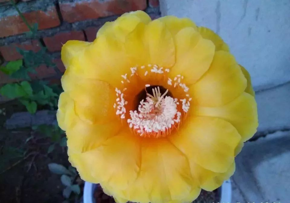 200种·仙人球开花图鉴，大开眼界，美到爆