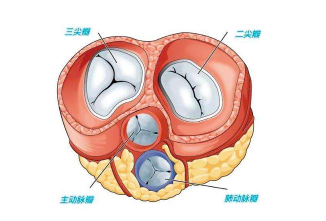 黑头白头在显微镜下怎么样,黑头可以挤出来是什么样子