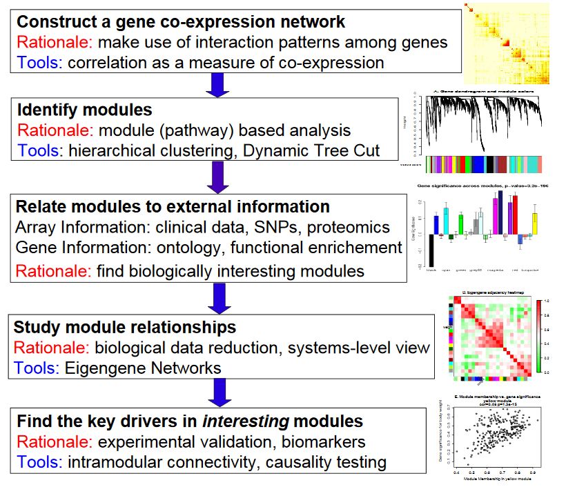 WGCNA分析的作用,什么是wgcna分析