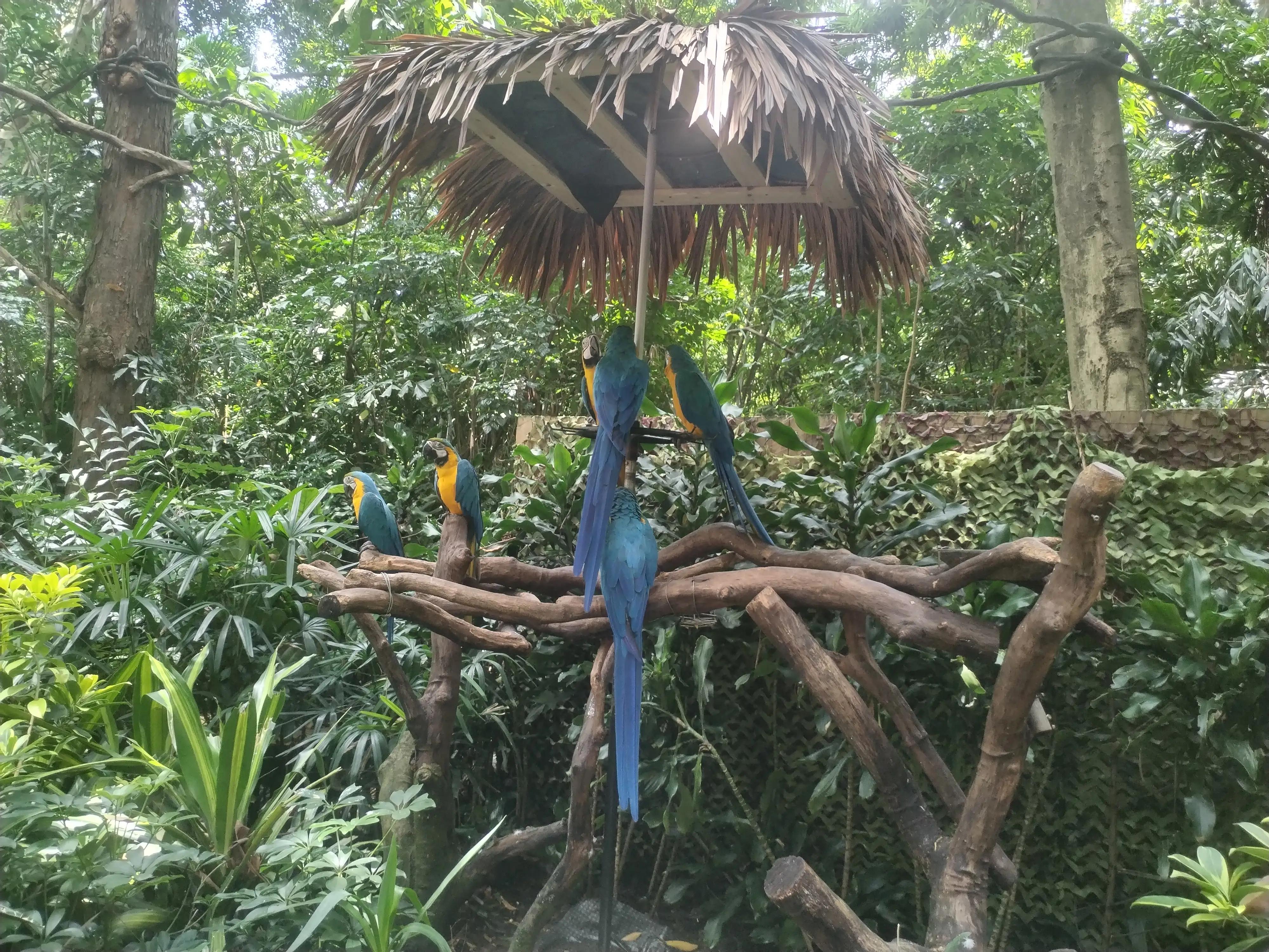 广州长隆野生动物世界景点图片,游广州长隆野生动物世界游记