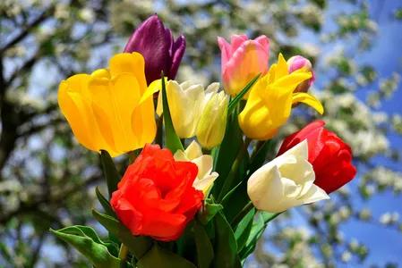 漂亮的郁金香随手一拍都是美景,春天的郁金香花海美得不可方物