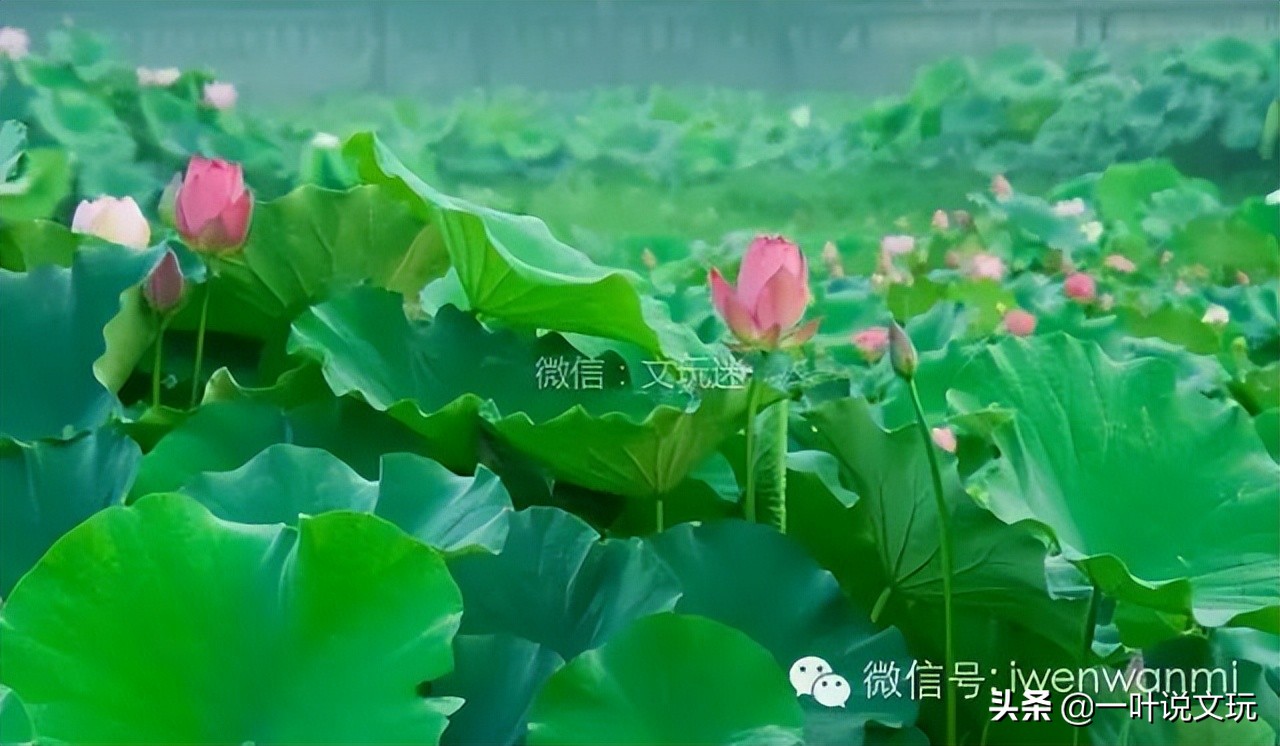 这玩意儿15元一斤，改成手串后要申遗？！太TM离谱了吧？