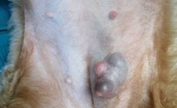 狗狗泌尿道感染的前兆,狗狗妇科问题