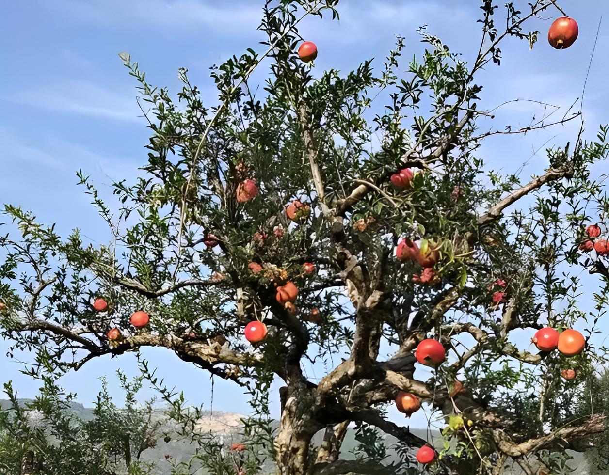 “家有4金树,儿孙辈辈富”,养5年挂满大金果,想吃马上摘,方便