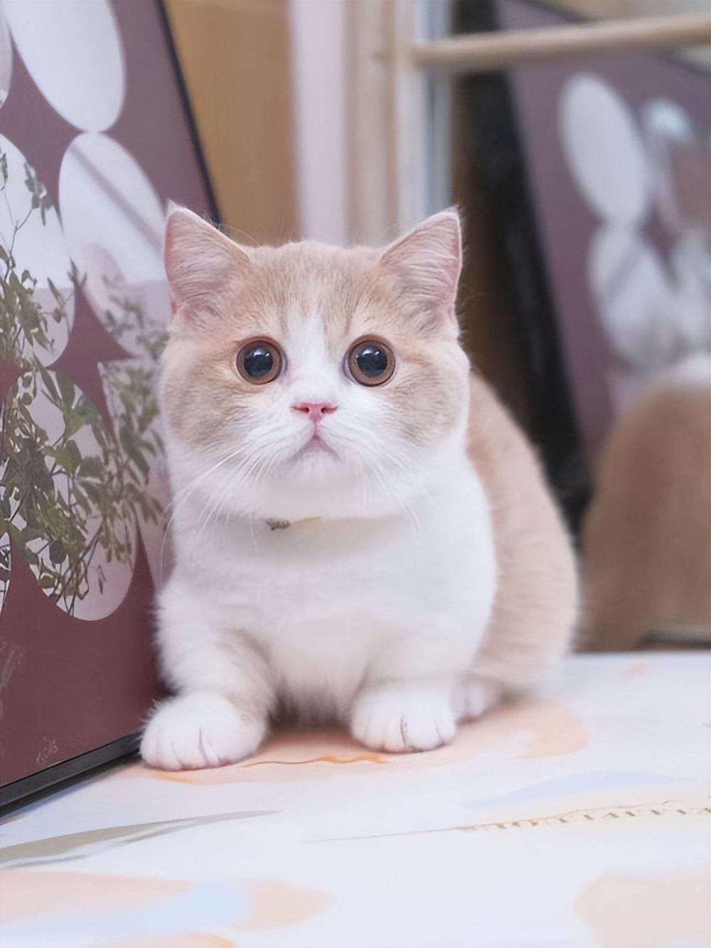 纯种猫咪有哪些颜色,纯种宠物猫有哪些品种