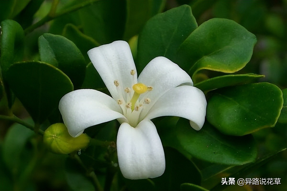 七里香：七里香歌好听，名字也很美，花语动人，花朵更“惊艳”
