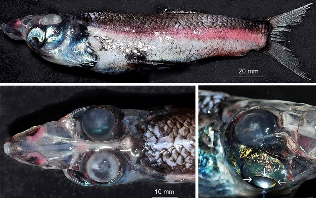 大海里的十种怪鱼,海洋里最可怕的三大怪鱼