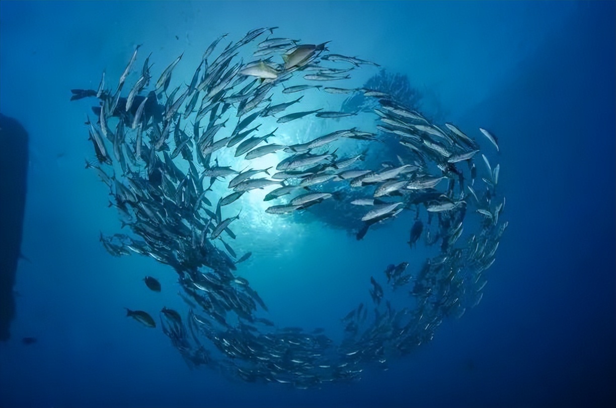 当河流遇到大海,海洋的神奇探险之旅