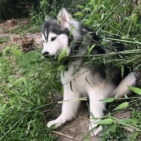 养什么狗出门很拉风,适合出门拉风的狗
