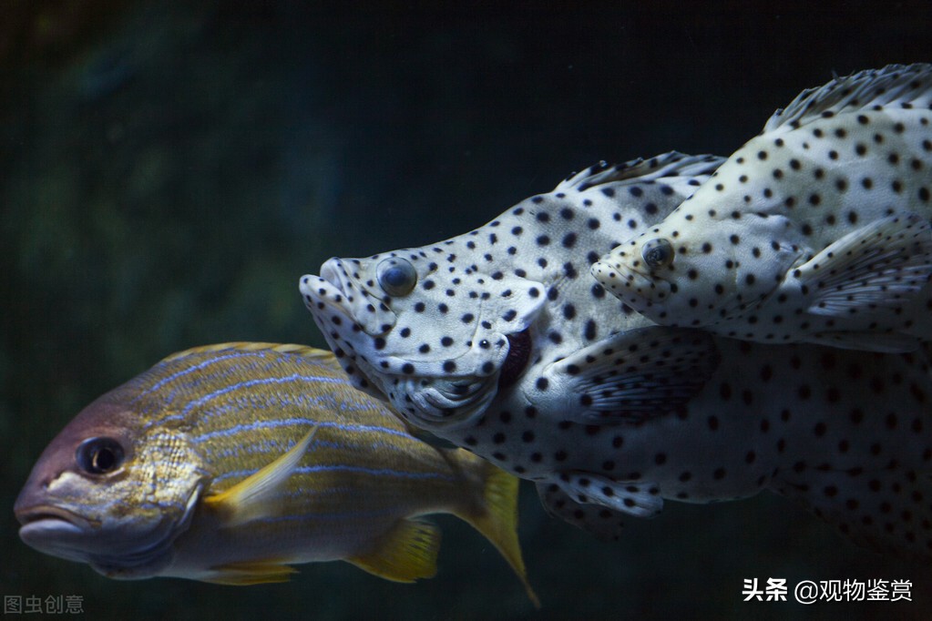 养十二条鱼的寓意是什么,养三条鱼吉利吗