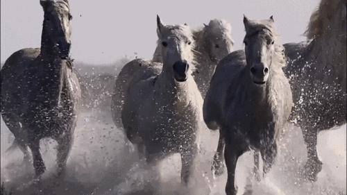 马真的比驴好吗,为什么马永远无法取代驴子的地位