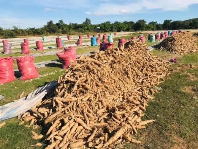 非洲人不种水稻，反而要大量种植能毒死人的木薯呢？抵不住产量高