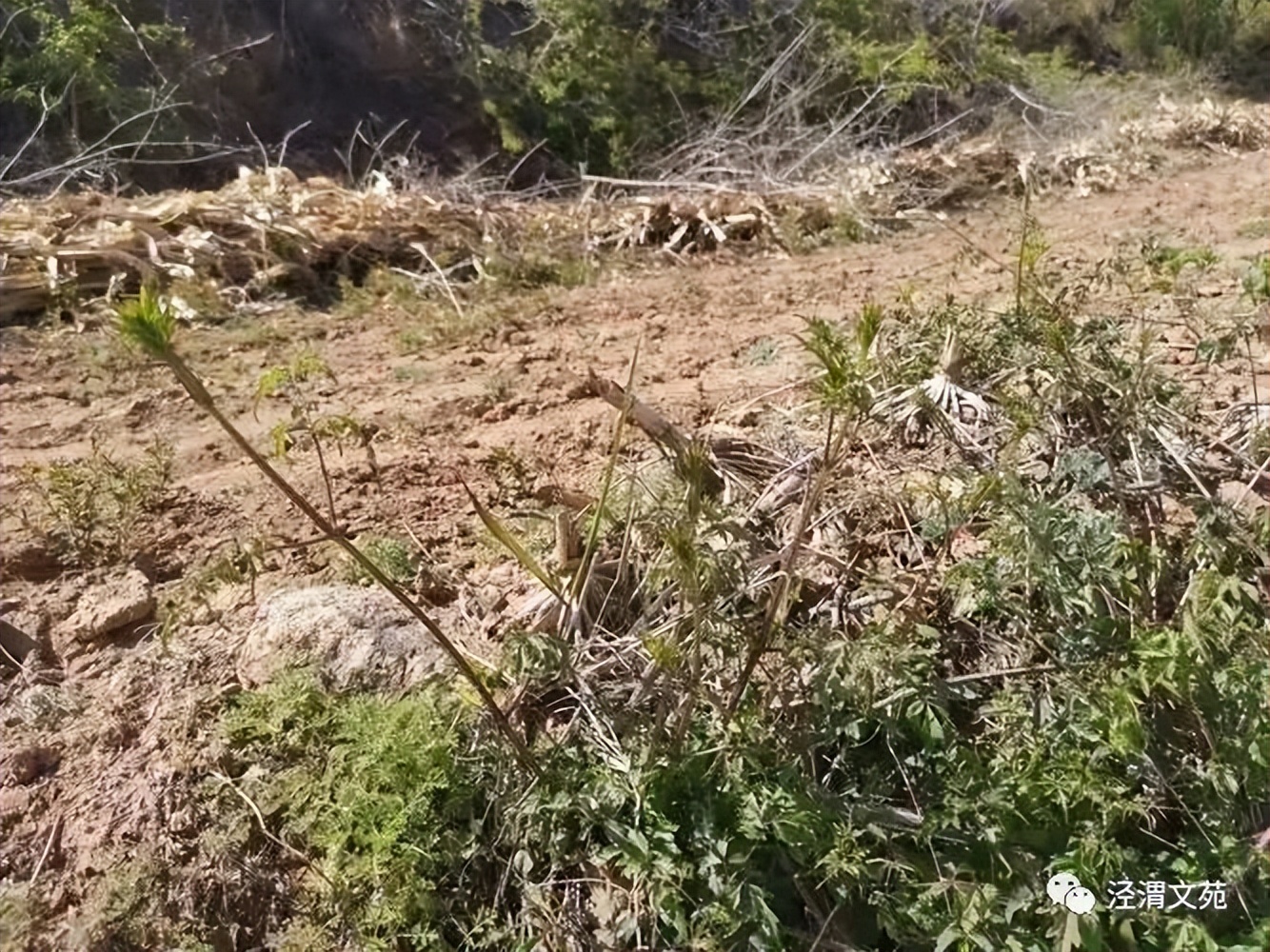 【春游小柴沟】/杨金海