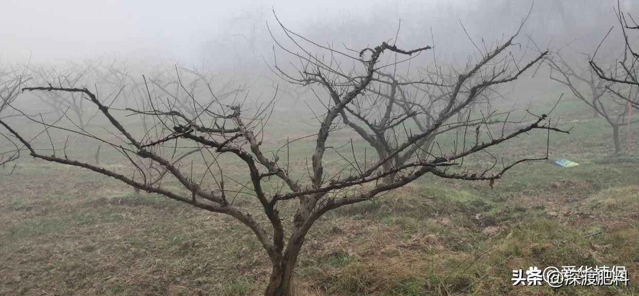 李子树适合什么时候修剪怎么修剪,怎样修剪李子树技术视频教程全集