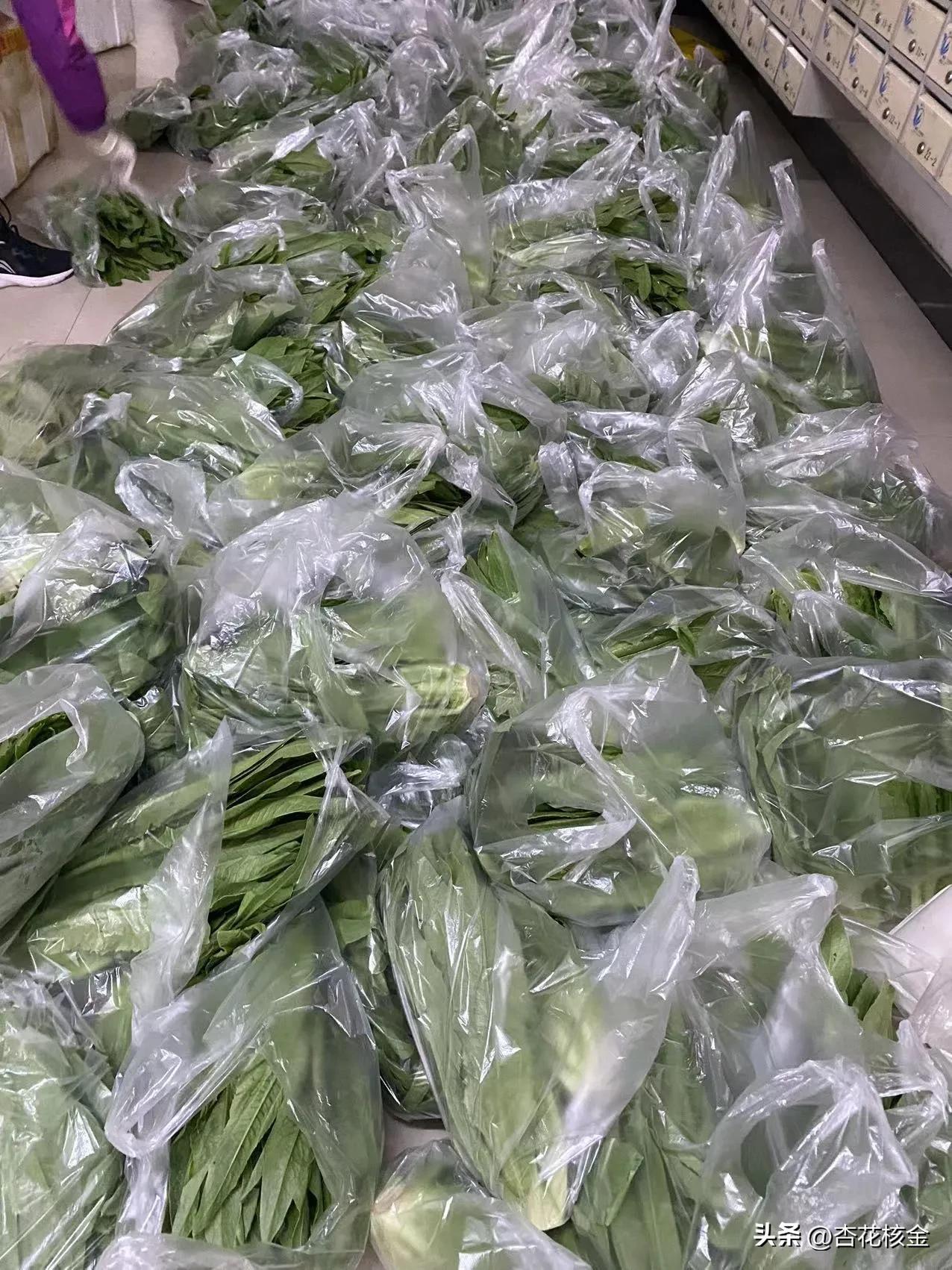 喜从天降！疫情围困中的天邻风景，突然长出9000斤油麦菜