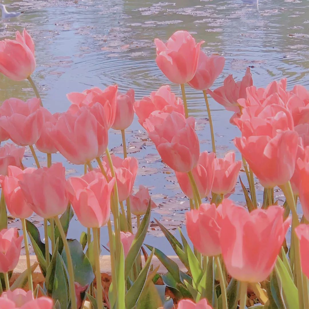 背景图ins风鲜花,ins复古黑色鲜花壁纸