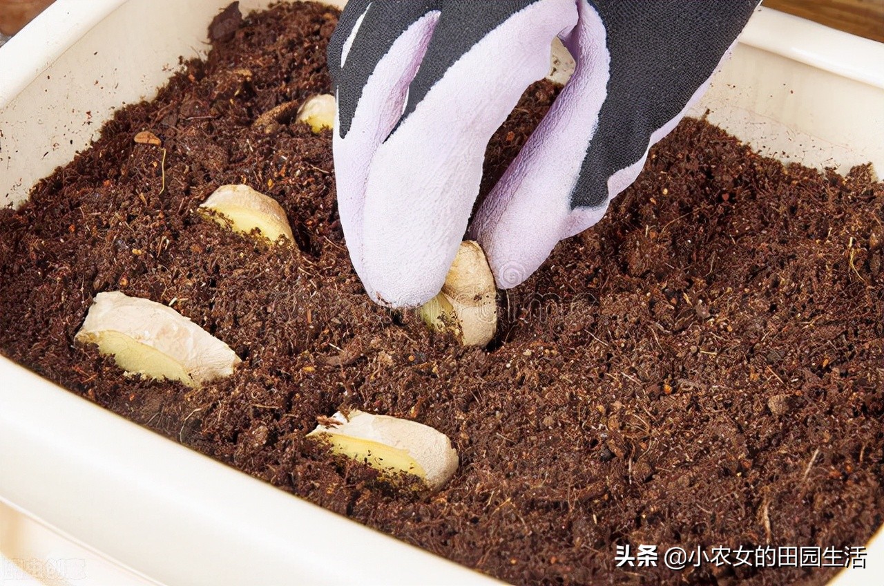 家庭种植生姜方法用什么桶,小家庭生姜种植方法