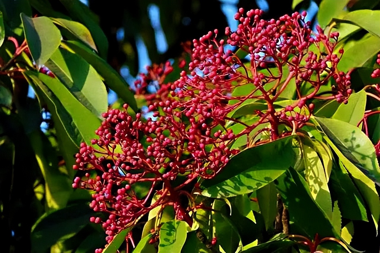 最近一种好臭的花,为什么这么臭的花还要种满条街