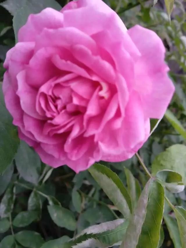 想要拥有自己的一间花店,好想拥有这样的一间花店