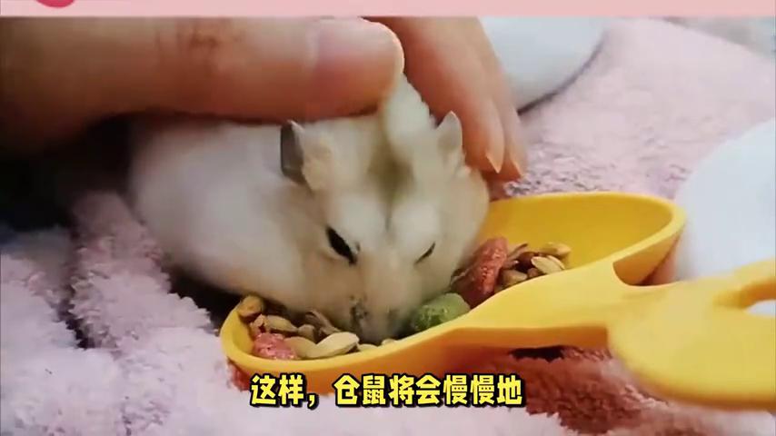 仓鼠不让抓老是跑怎么办,仓鼠不让摸怎么办