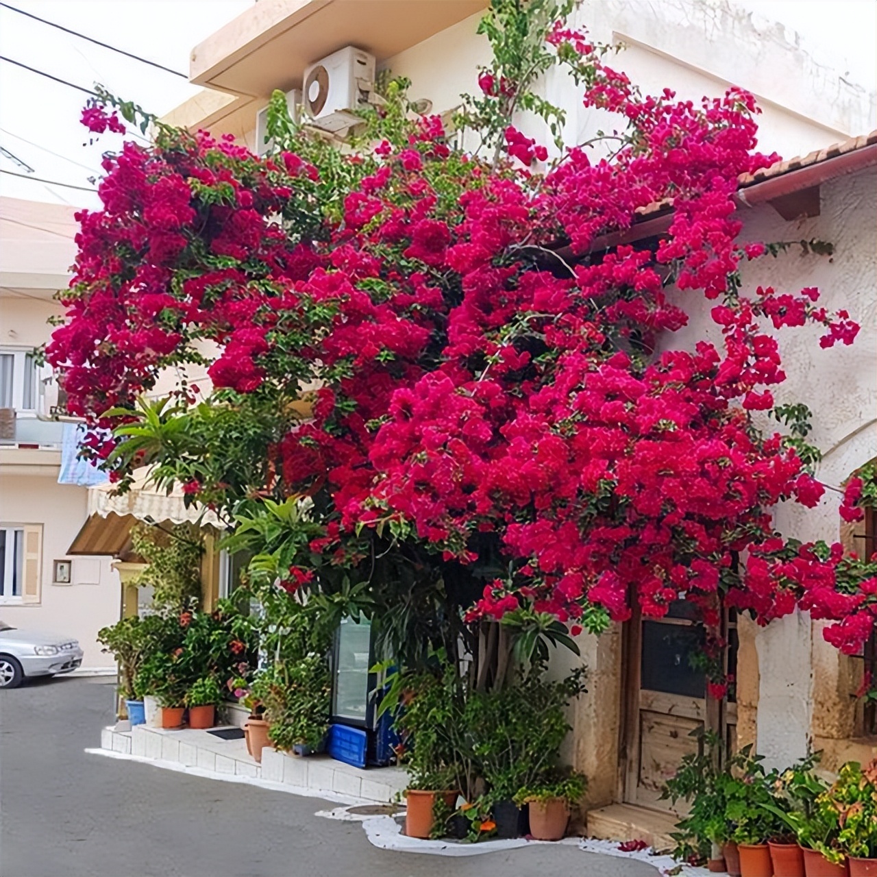 巴西紫三角梅开花后修剪,巴西三角梅盆栽花苗四季开