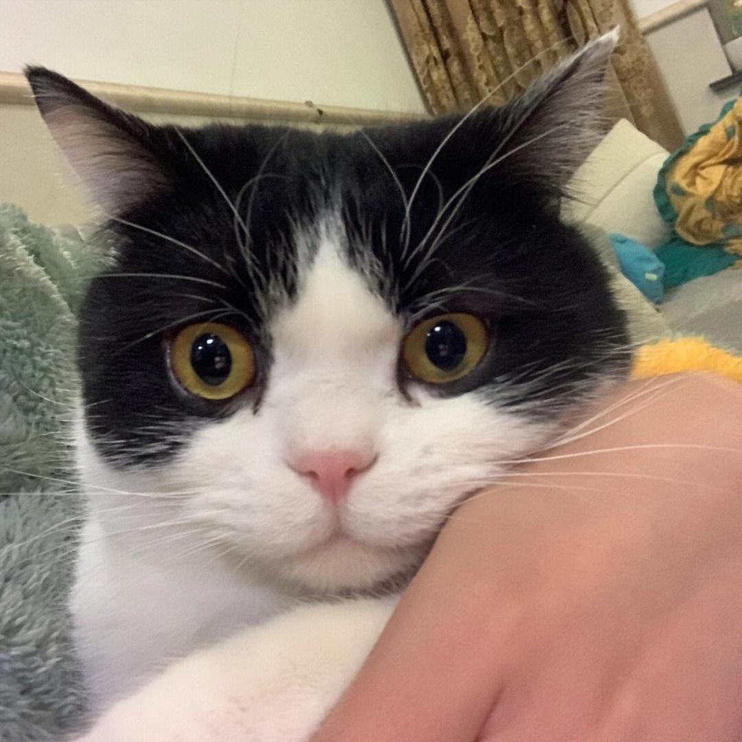 奶牛猫真的每一只都傻吗,原来奶牛猫是这样诞生的