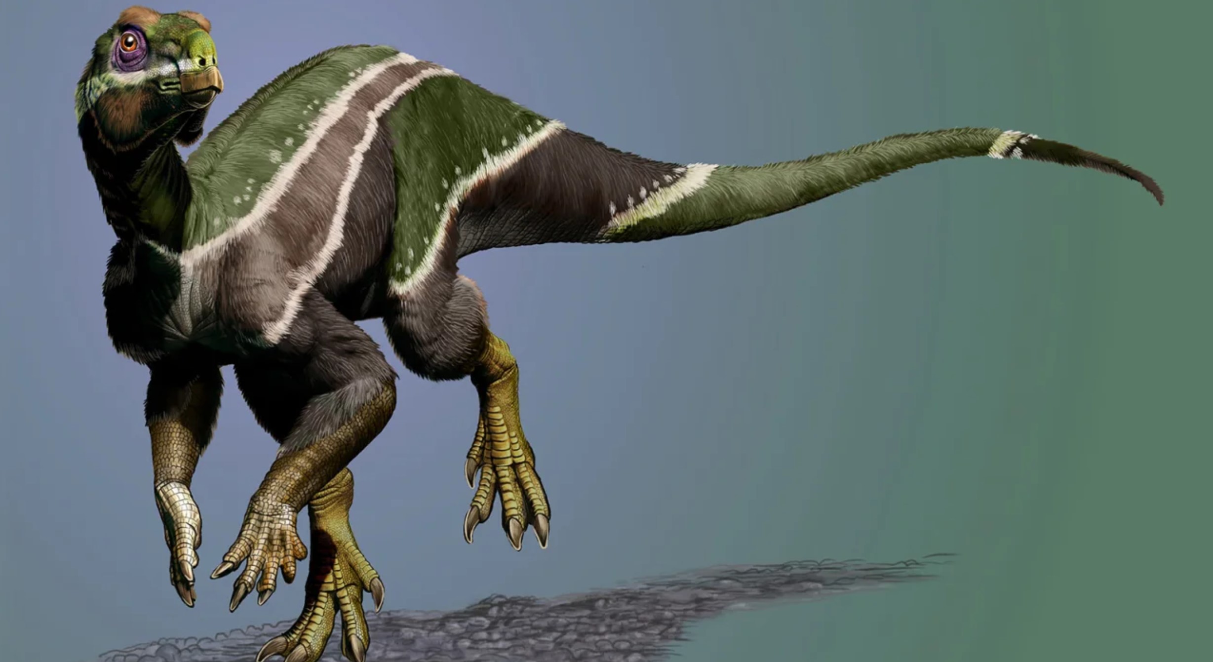 英语新闻翻译训练罕见的北美恐龙