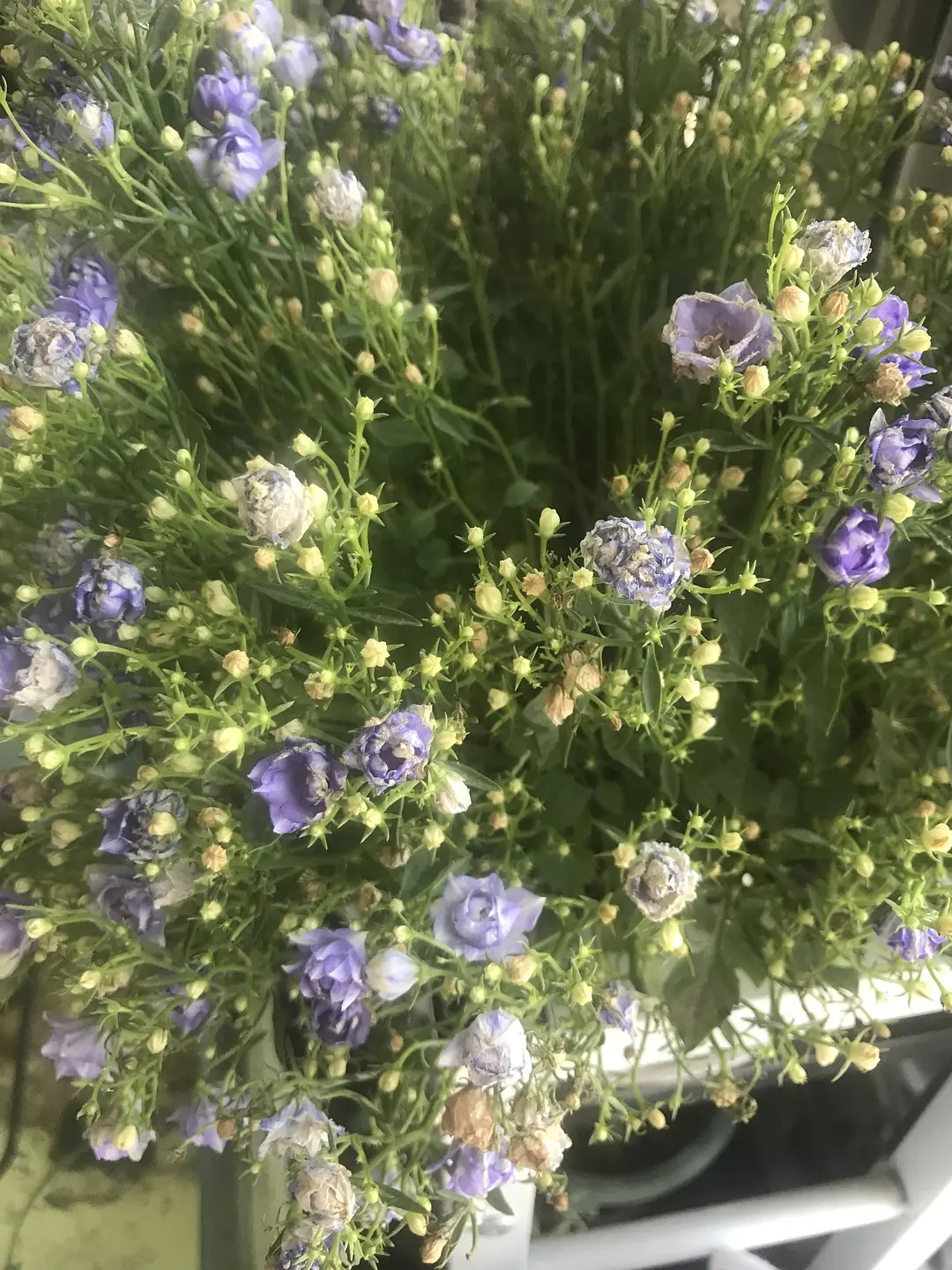 丹麦风铃花枯萎了怎么办养护技巧,丹麦风铃很多花苞不开花怎么处理