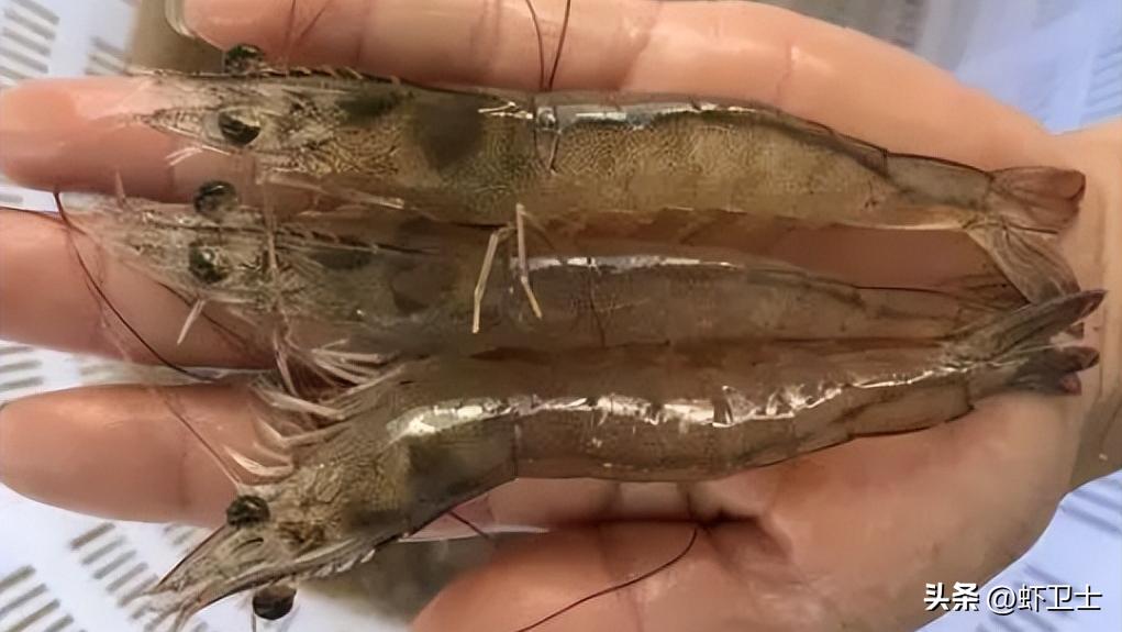南美白对虾肠道积水是怎么回事？对虾肠道积水怎么治疗，建议收藏