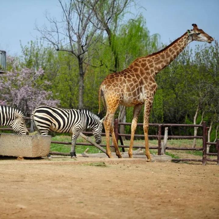 济南近郊旅游专线,济南开通的几条旅游线公交不错