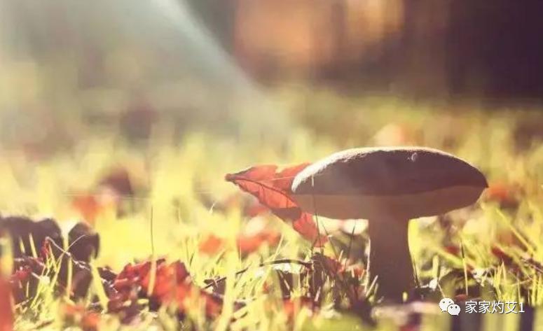 艾灸百会穴有血冲顶的感觉,艾灸有几个方面的补气作用