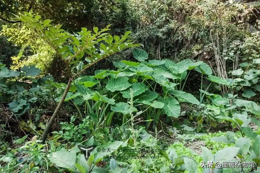 有一种植物浑身都是刺,形似芋头的有毒植物