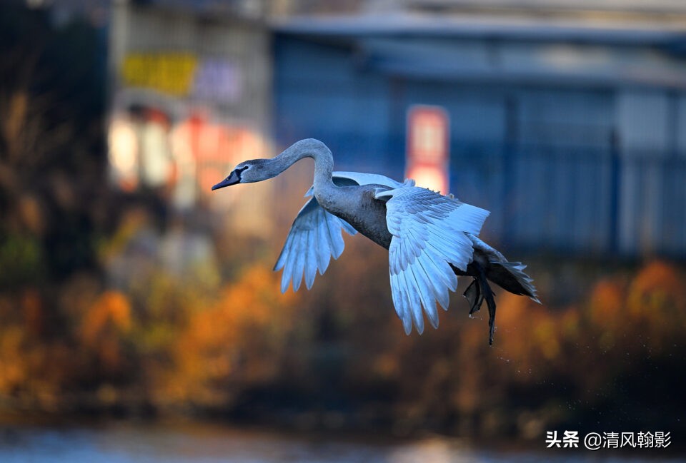 z9拍鸟照片,z9相机购买攻略