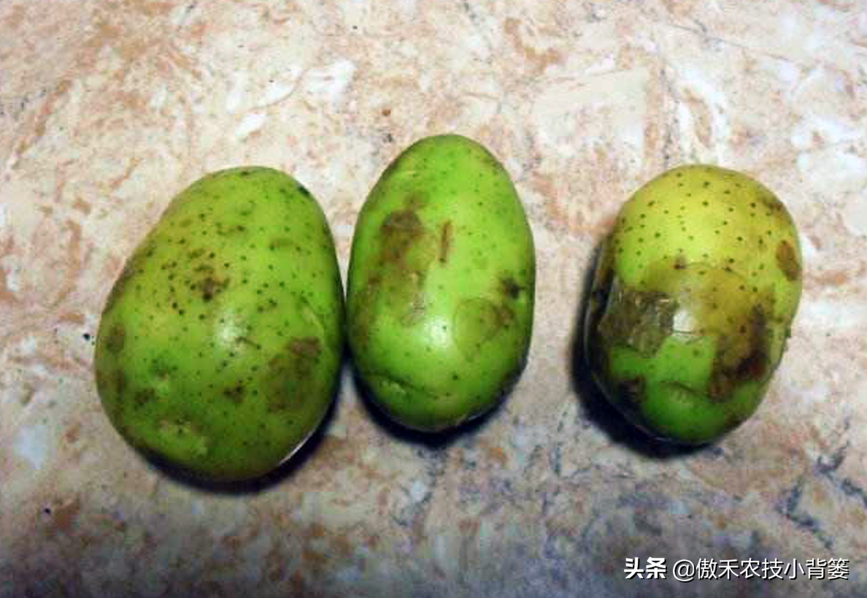 家里土豆发芽了埋到土里会长吗,放在家里的土豆发芽了怎么办